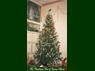 Christmas Tree of Jeevan Dham in 2001